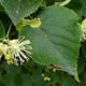 Linde -Tilia