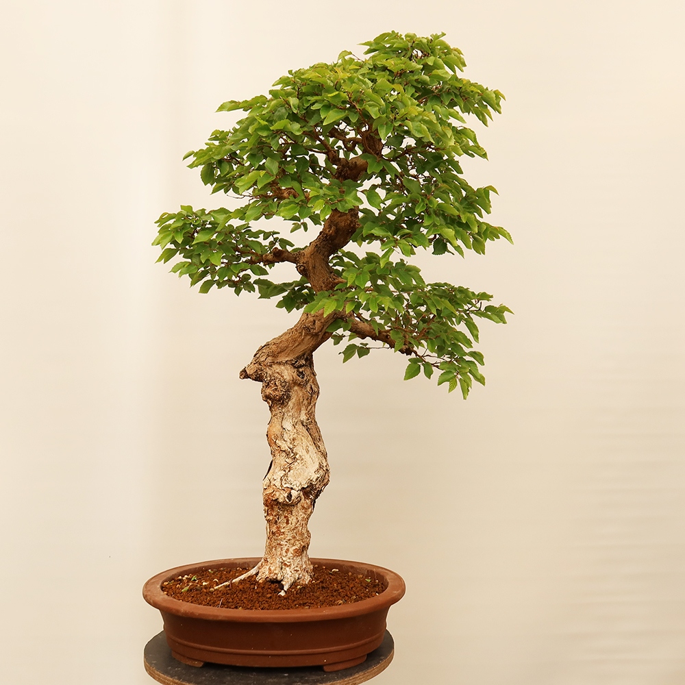 Bonsai voor buiten -Carpinus Coreana - Koreaanse haagbeuk