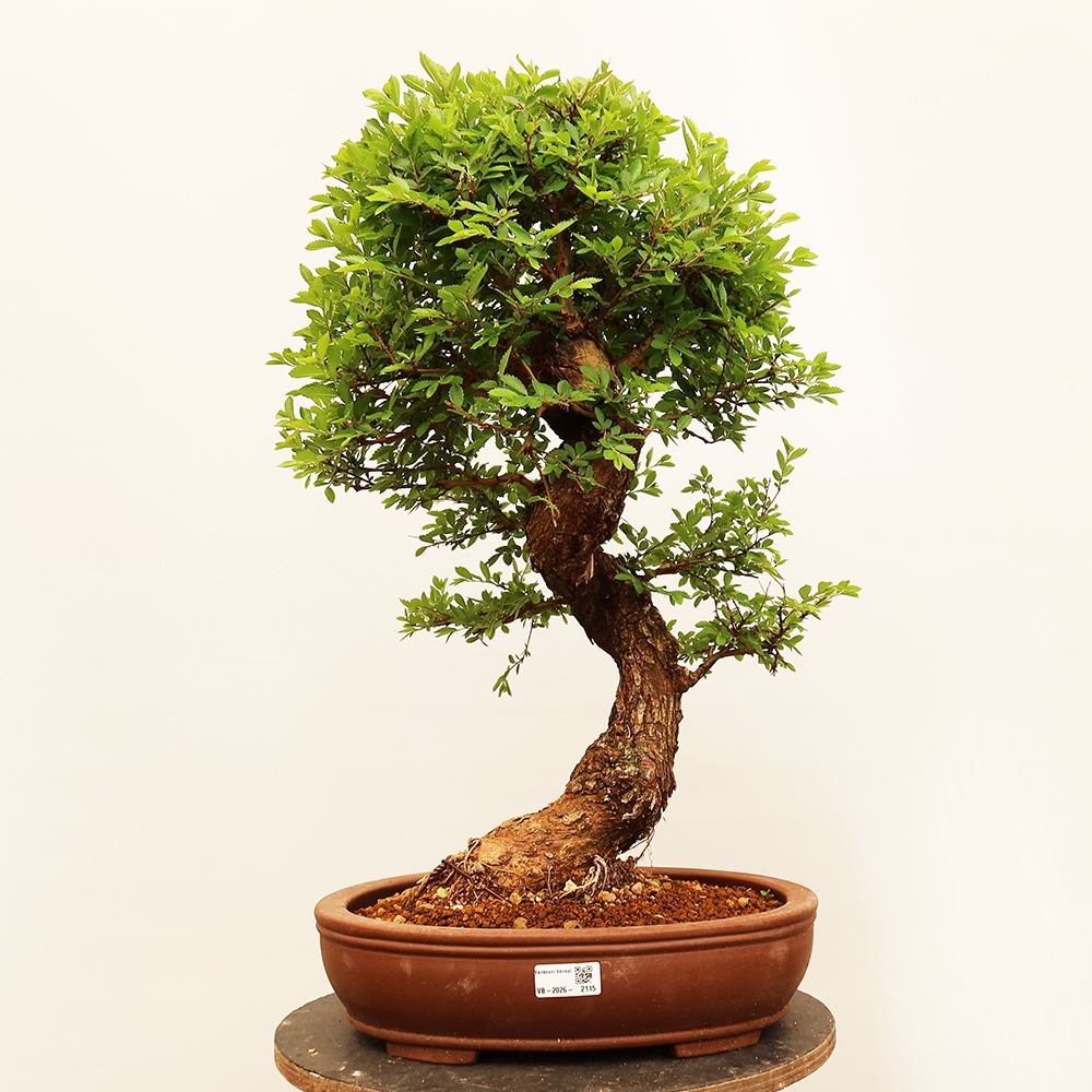Bonsai voor buiten - Zelkova - Zelkova NIRE