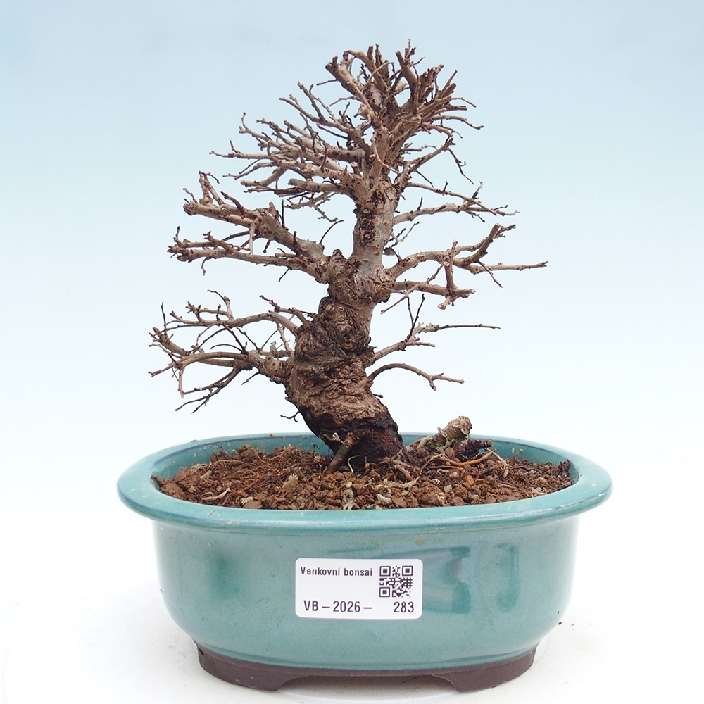 Bonsai voor buiten - Zelkova - Zelkova NIRE