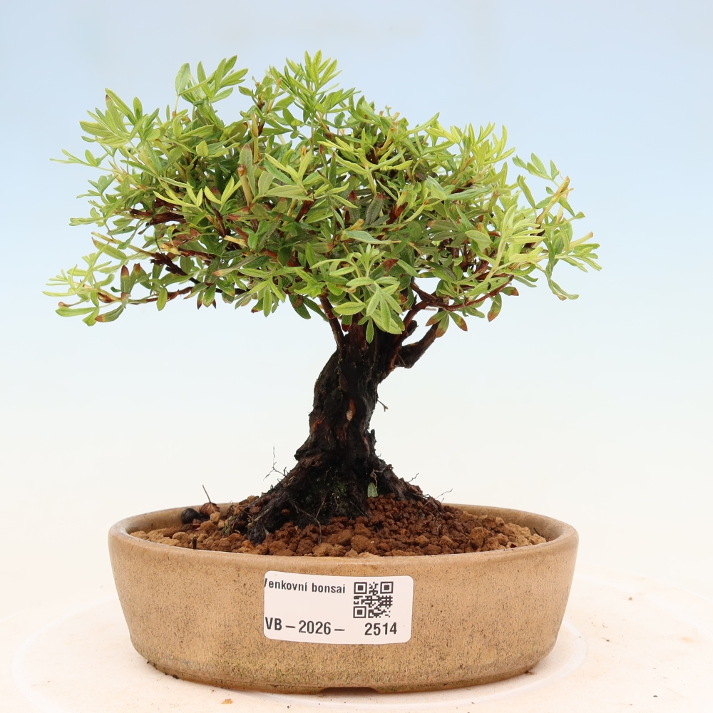 Bonsai voor buiten - Potentila fruticosa