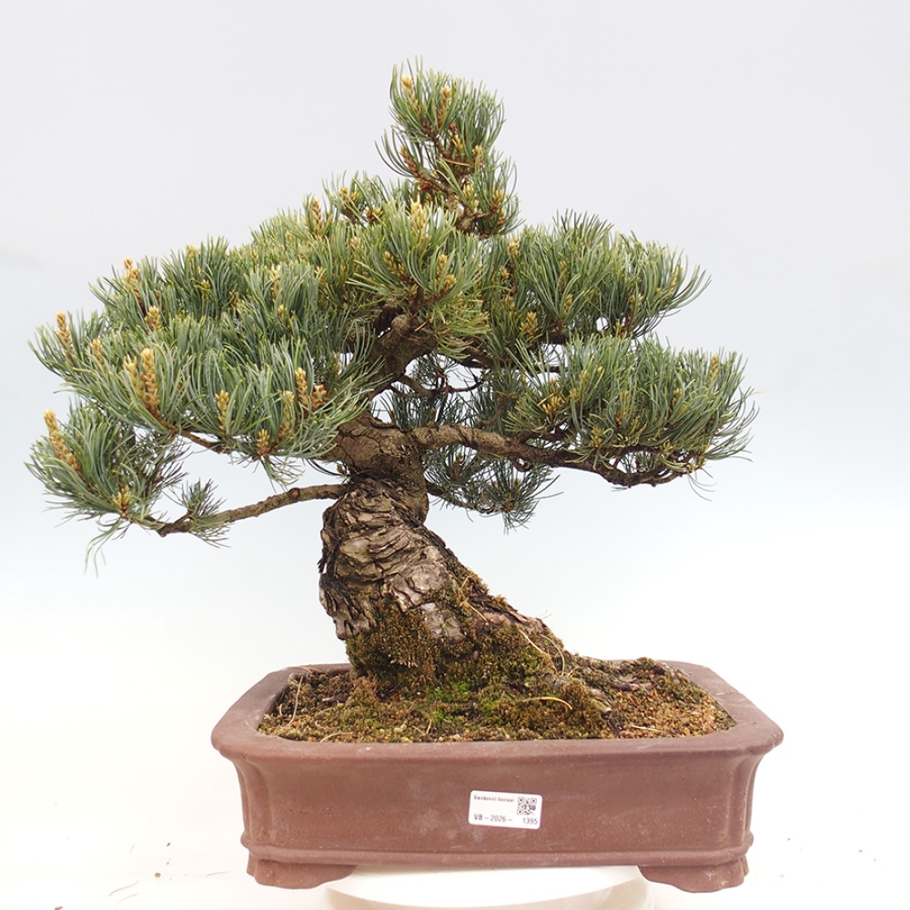 Bonsai voor buiten - Pinus parviflora - Pinus parviflora