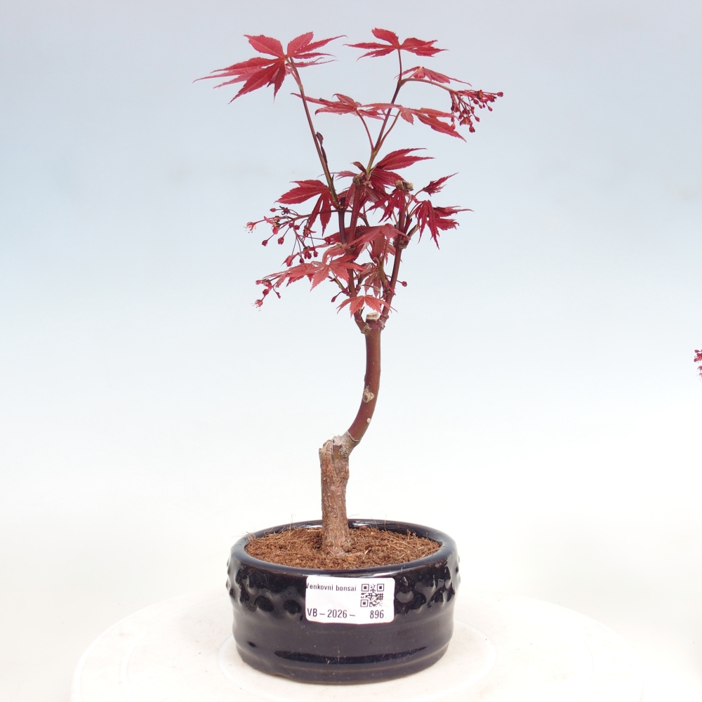 Bonsai voor buiten - Acer palm. Atropurpureum-Javorpalm