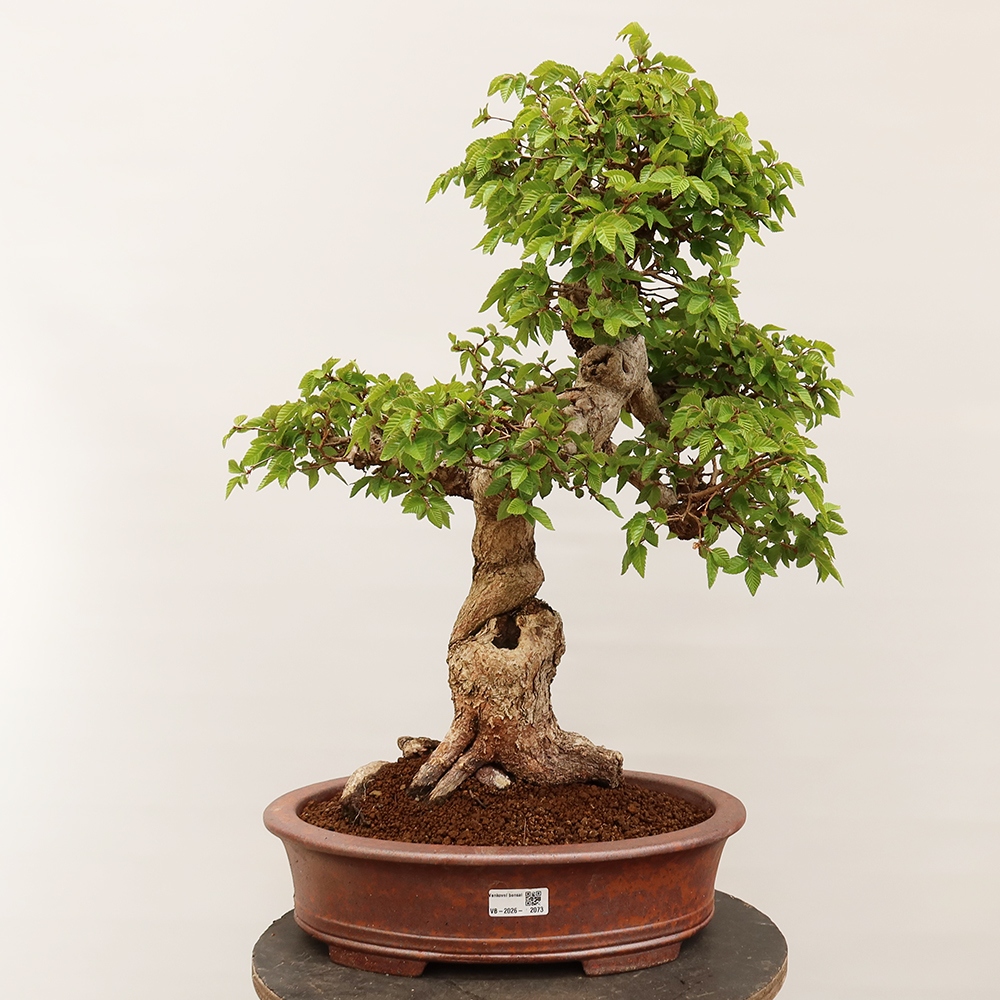 Bonsai voor buiten -Carpinus Coreana - Koreaanse haagbeuk