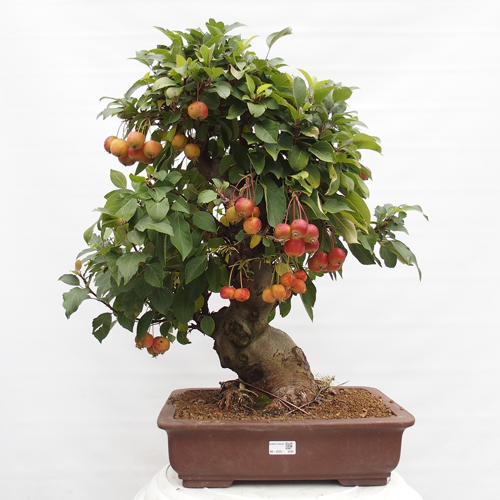 Bonsai voor buiten -Malus halliana - Appelboom met kleine vruchten