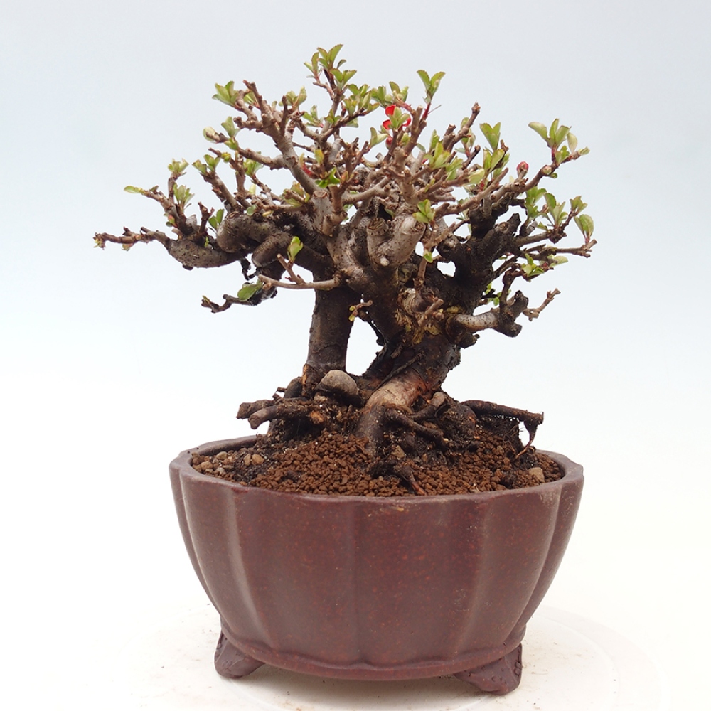 Bonsai voor buiten - Chaneomeles speciosa - Kweepeer