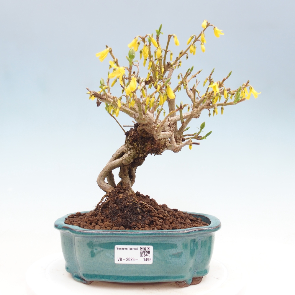 Bonsai voor buiten - Zlatice - Forsythia koreana