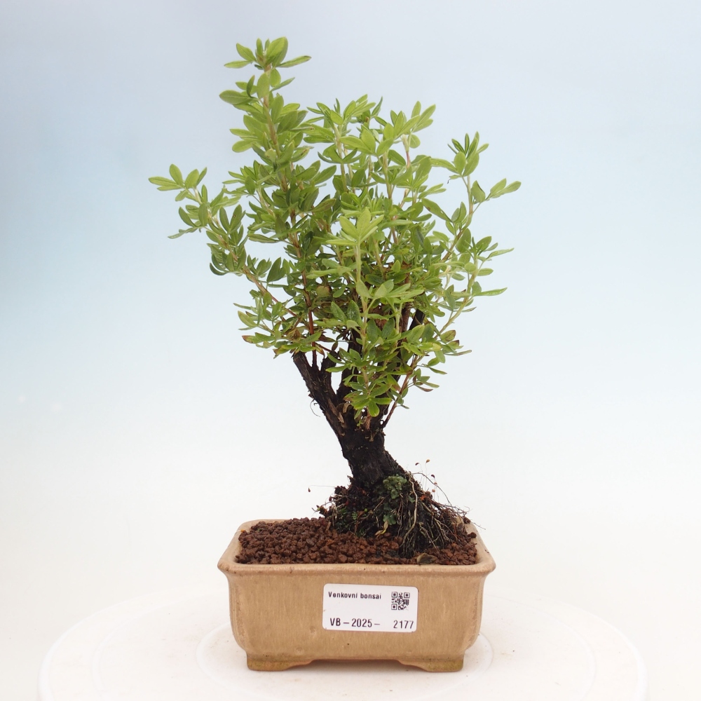 Bonsai voor buiten - Potentila fruticosa gele vogel