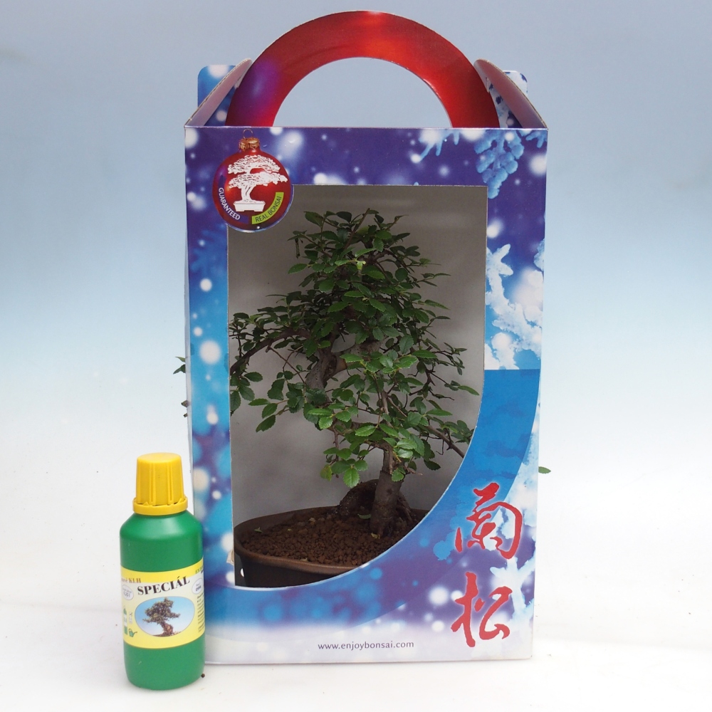 Ulmus parvifolia - Chinese iep