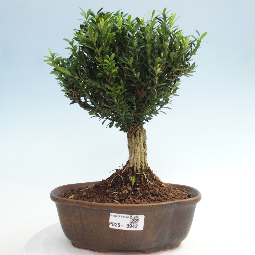 Kamerbonsai - Buxus harlandii - kurk buxus