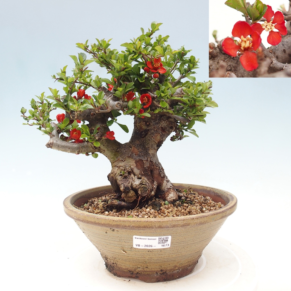 Bonsai voor buiten - Chaneomeles speciosa - Kweepeer