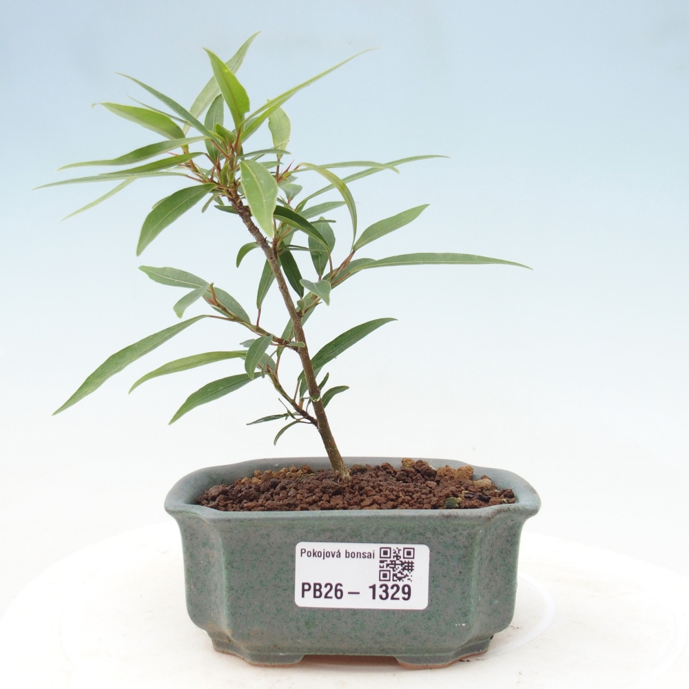 Kamerbonsai - Ficus nerifolia - kleinbladige ficus