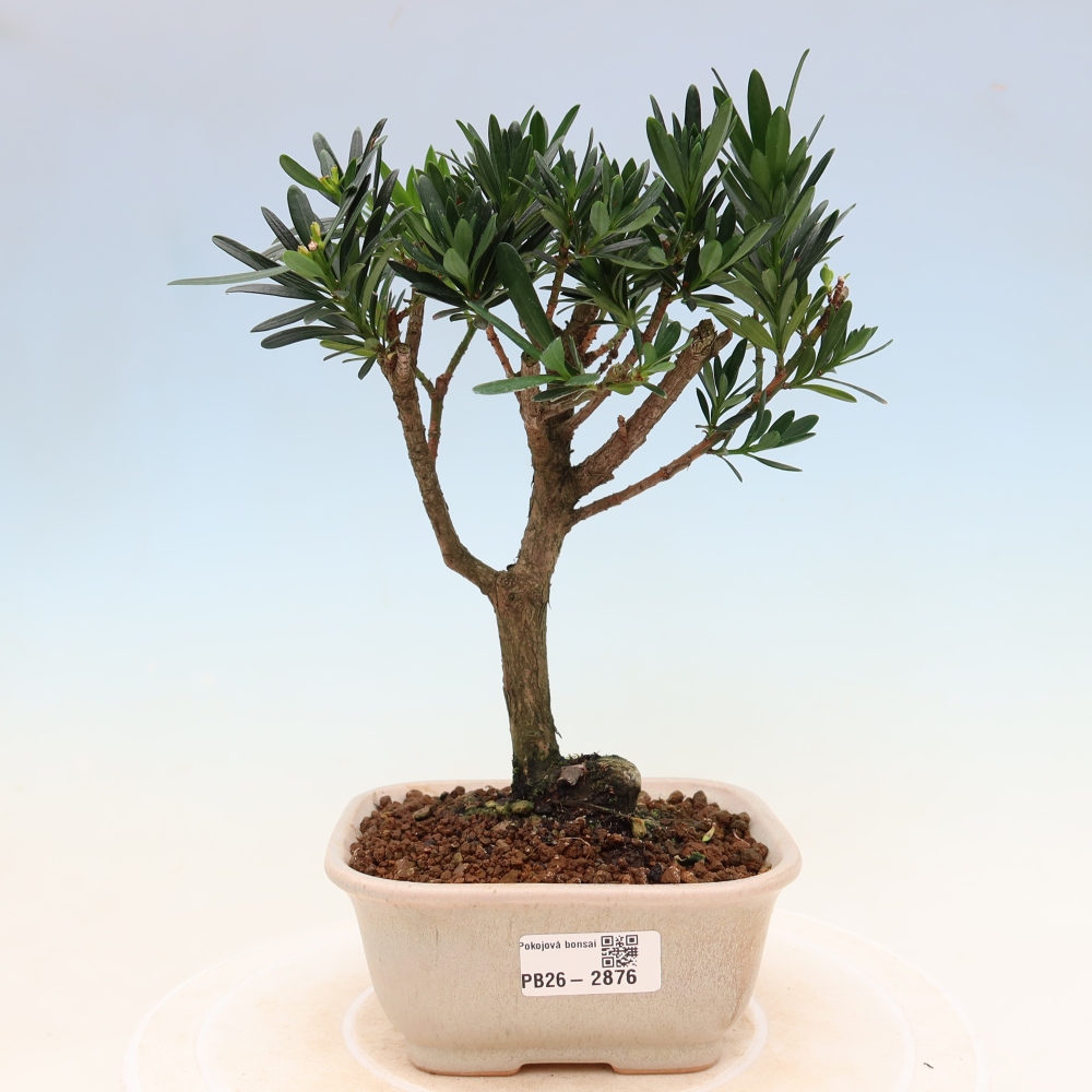 Kamerbonsai - Podocarpus - Taxus