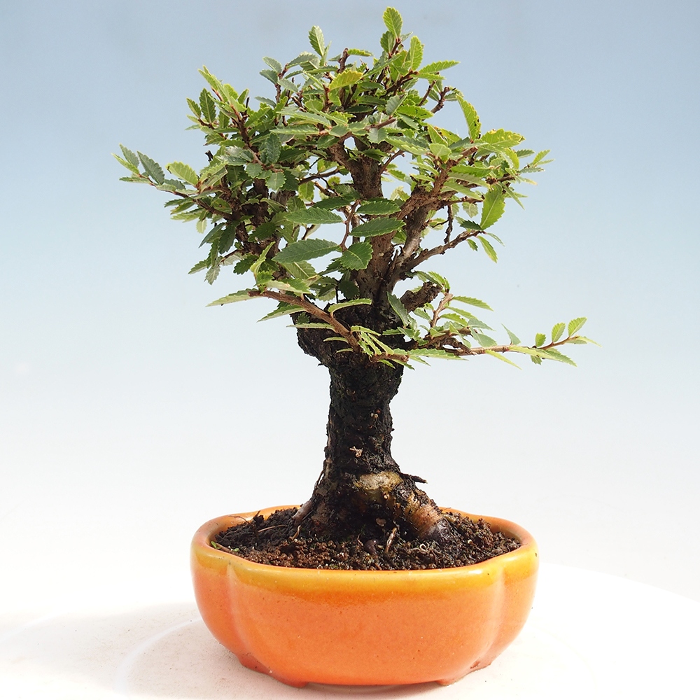Bonsai voor buiten - Zelkova - Zelkova NIRE