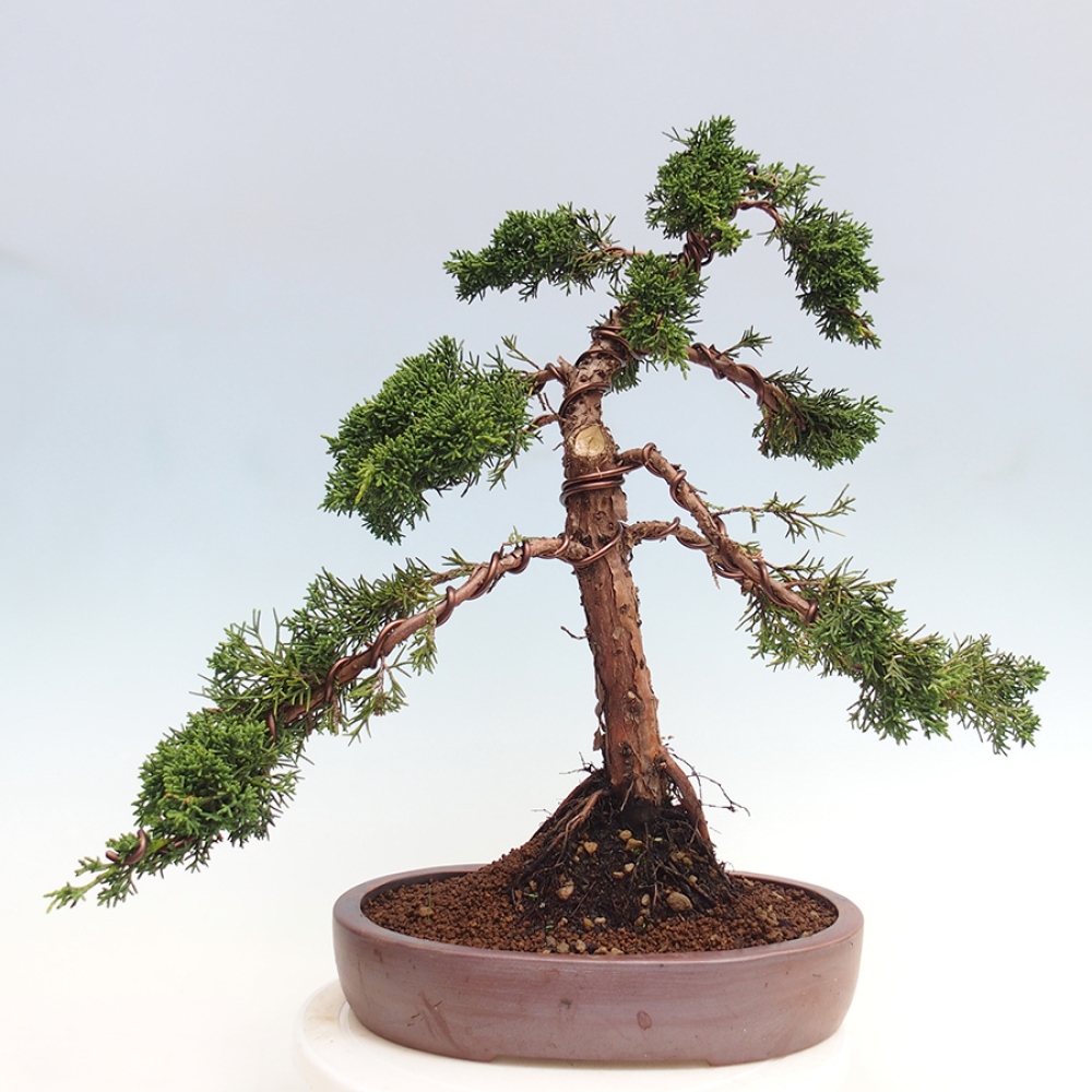 Bonsai voor buiten - Juniperus chinensis Kishu