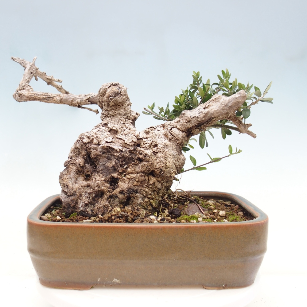 Bonsai voor binnen - Olea europaea sylvestris