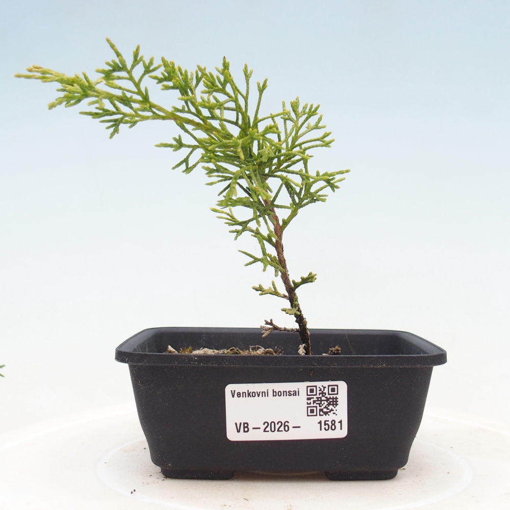 Bonsai voor buiten - Juniperus chinensis Itoigawa