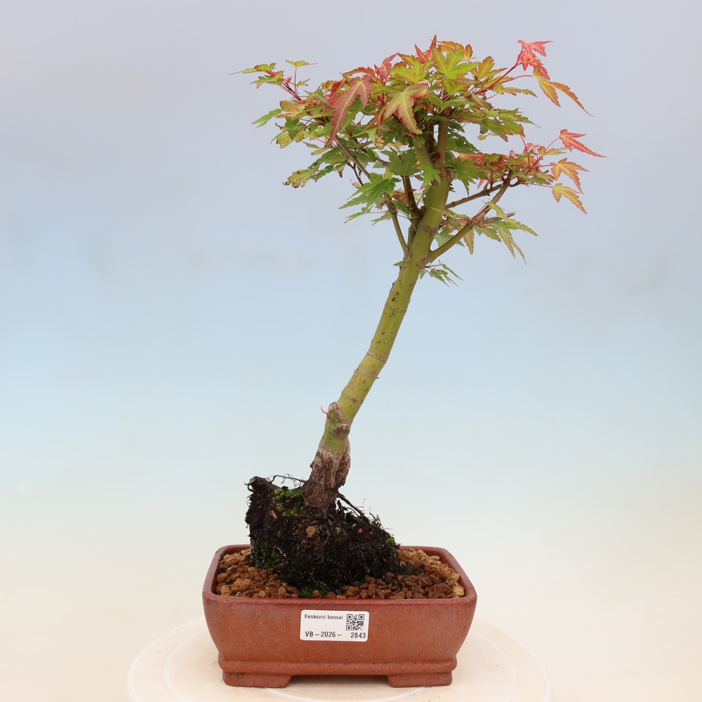 Noorse esdoorn - Acer palmatum Beni Tsukasa