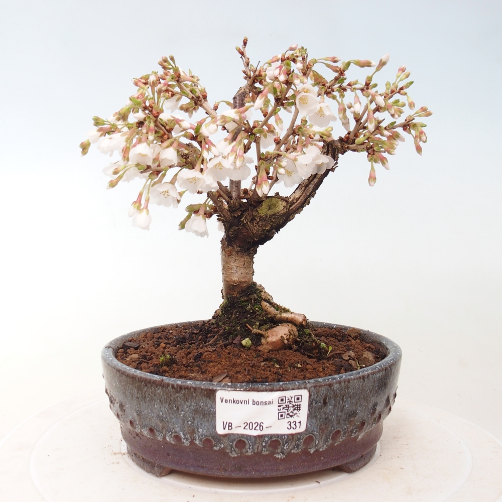 Bonsai voor buiten - Prunus incisa Kojou-no mai-Plivon uitgesneden