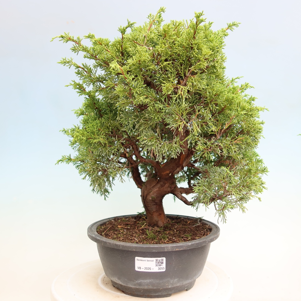 Bonsai voor buiten - Juniperus chinensis Itoigawa-Juniperus chinensis