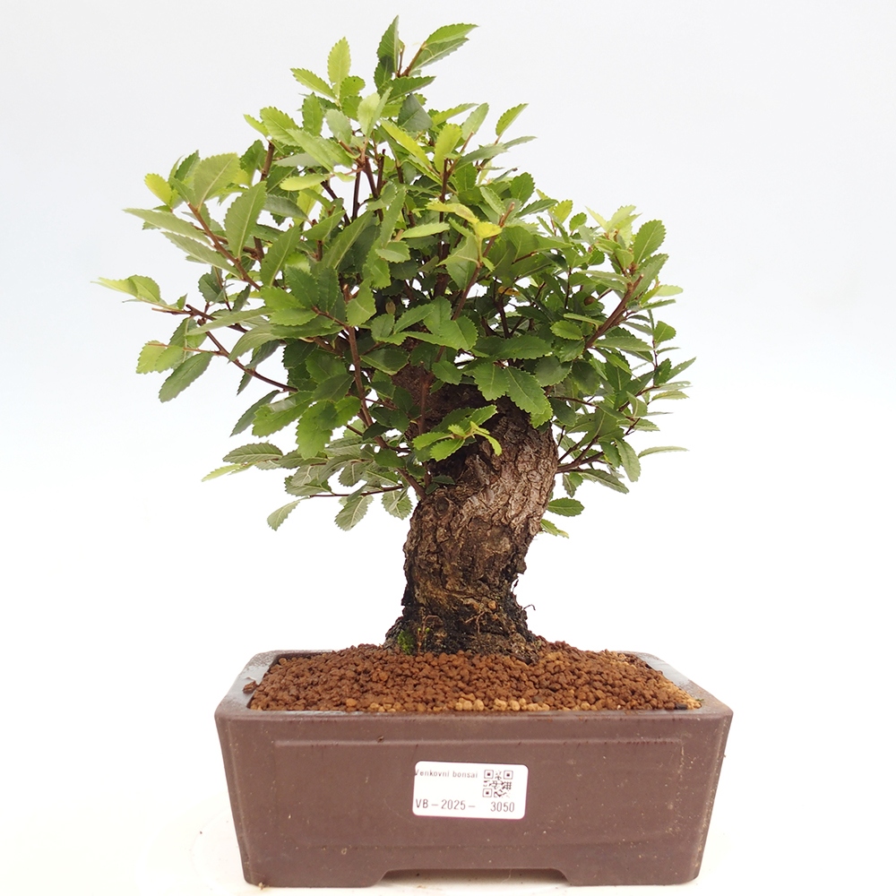 Bonsai voor buiten - Zelkova - Zelkova NIRE