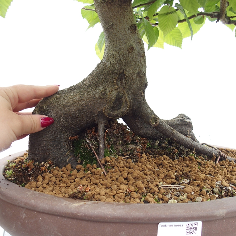 Bonsai voor buiten - Haagbeuk - Carpinus betulus