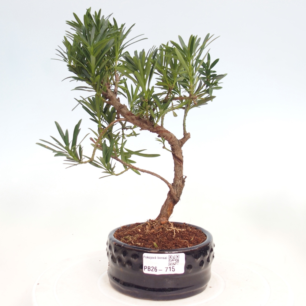Kamerbonsai - Podocarpus - Taxus