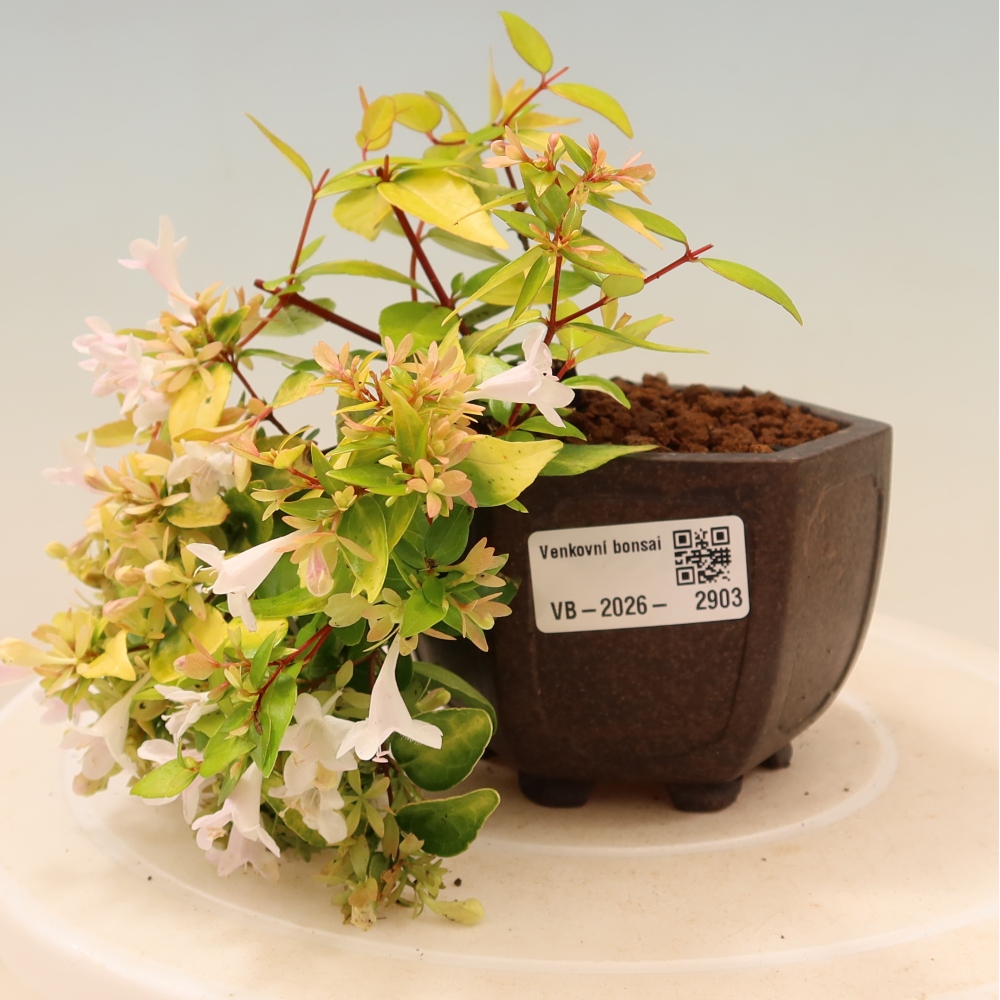 Buitenbonsai - Abelia gr. Kleidoscope - Grootbloemige abelia