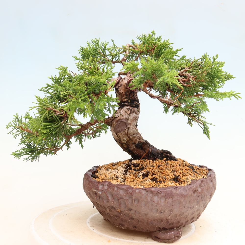 Bonsai voor buiten - Juniperus chinensis Itoigawa-Juniperus chinensis