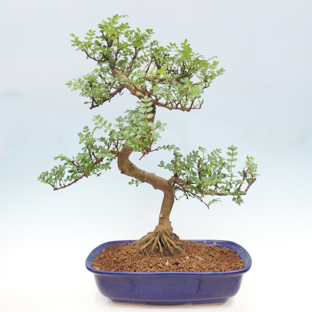 Kamerbonsai - Zantoxylum piperitum - peperboom