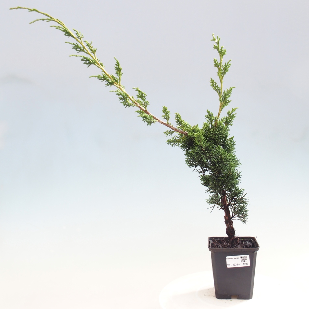 Bonsai voor buiten - Juniperus chinensis Kishu