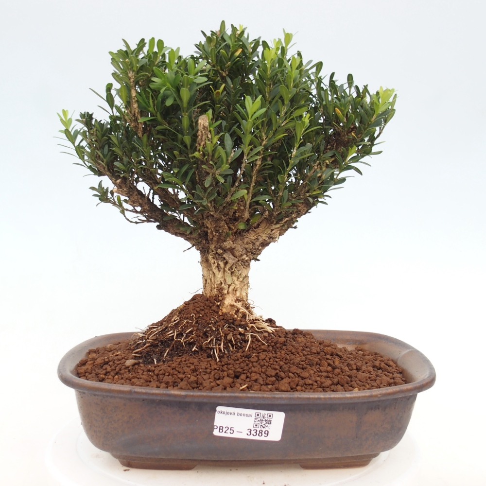 Kamerbonsai - Buxus harlandii - kurk buxus