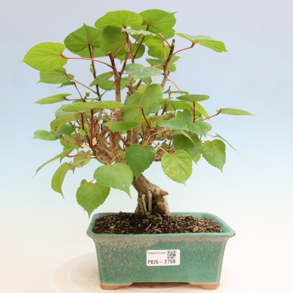 Bonsai voor binnen - Hibiscus tiliaceus - Zee Hibiscus