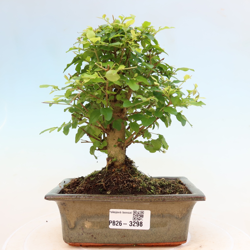 Kamerbonsai -Ligustrum chinensis - Vogelsnavel