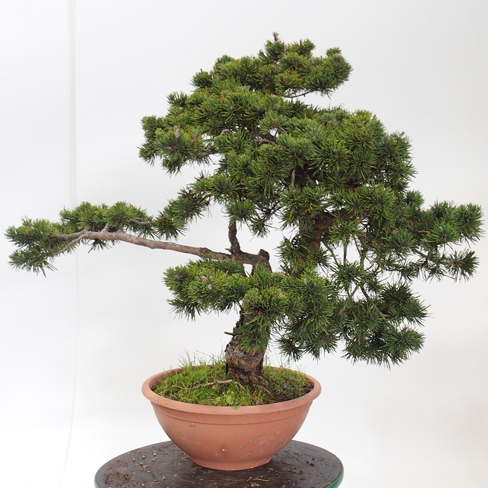 Yamadori - Pinus sylvestris Spanje