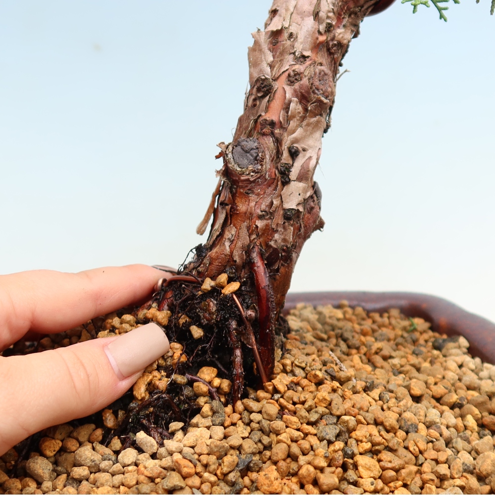 Bonsai voor buiten - Juniperus chinensis Kishu
