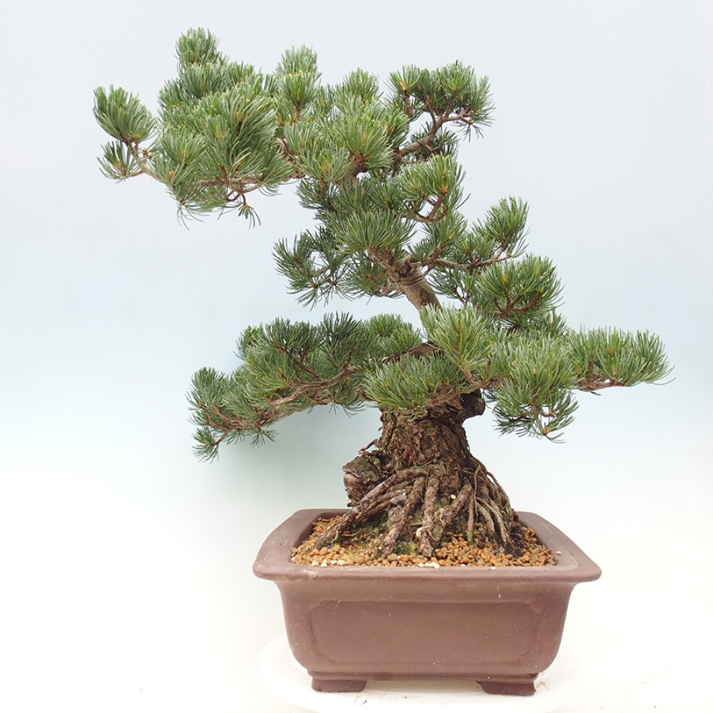 Bonsai voor buiten - Pinus parviflora - Pinus parviflora