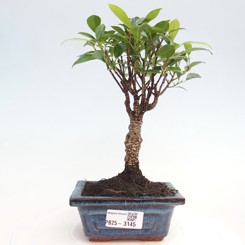 Kamer bonsai Ficus retusa kimmen