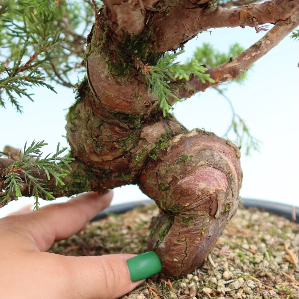Bonsai voor buiten - Juniperus chinensis Itoigawa-Juniperus chinensis