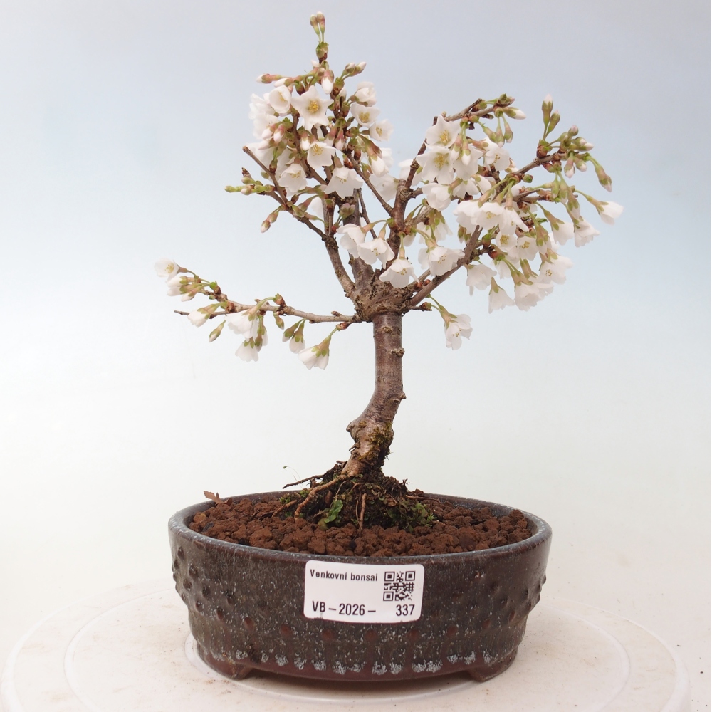Bonsai voor buiten - Prunus incisa Kojou-no mai-Plivon uitgesneden