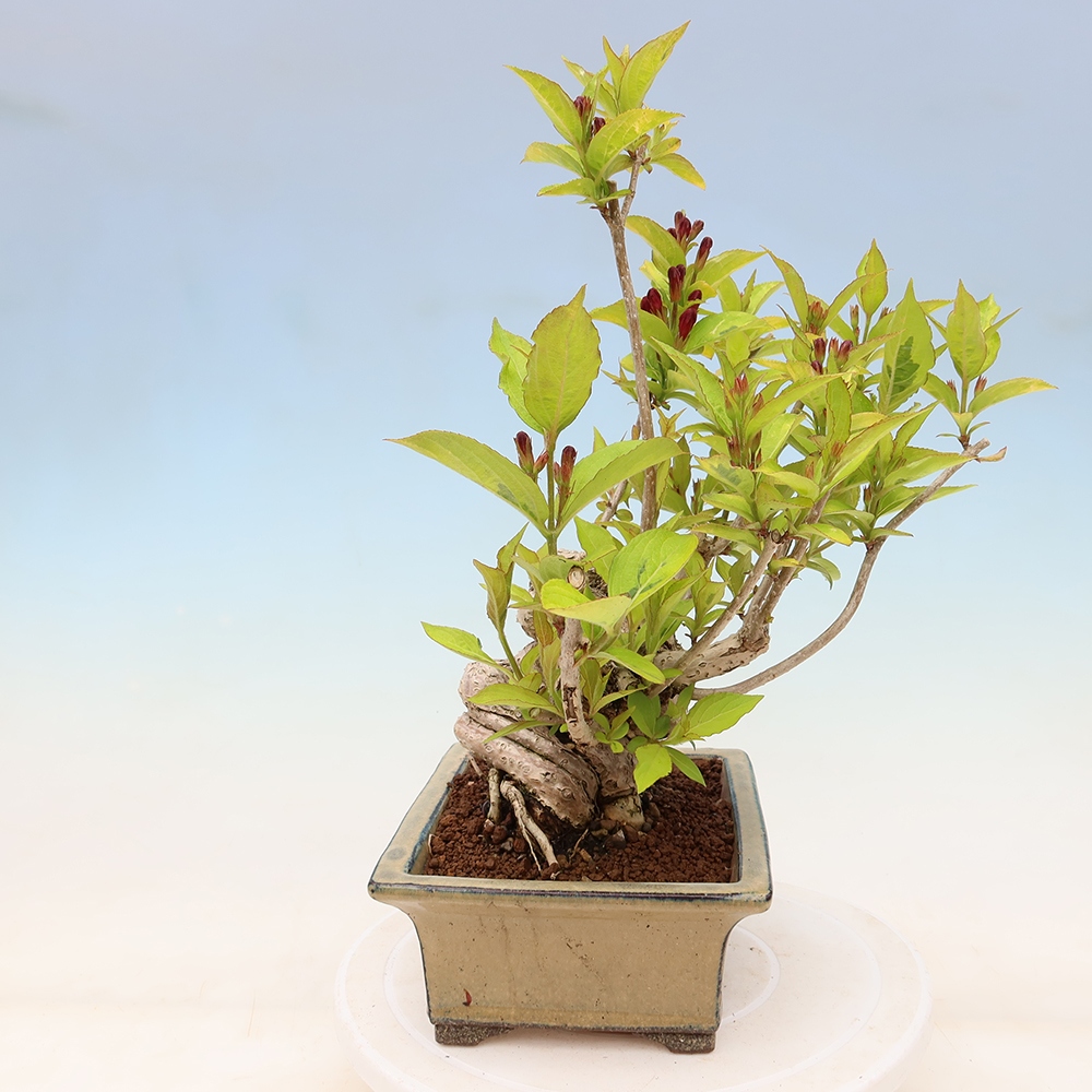 Buitenbonsai - Weigela subsessilis - Koreaanse weigela