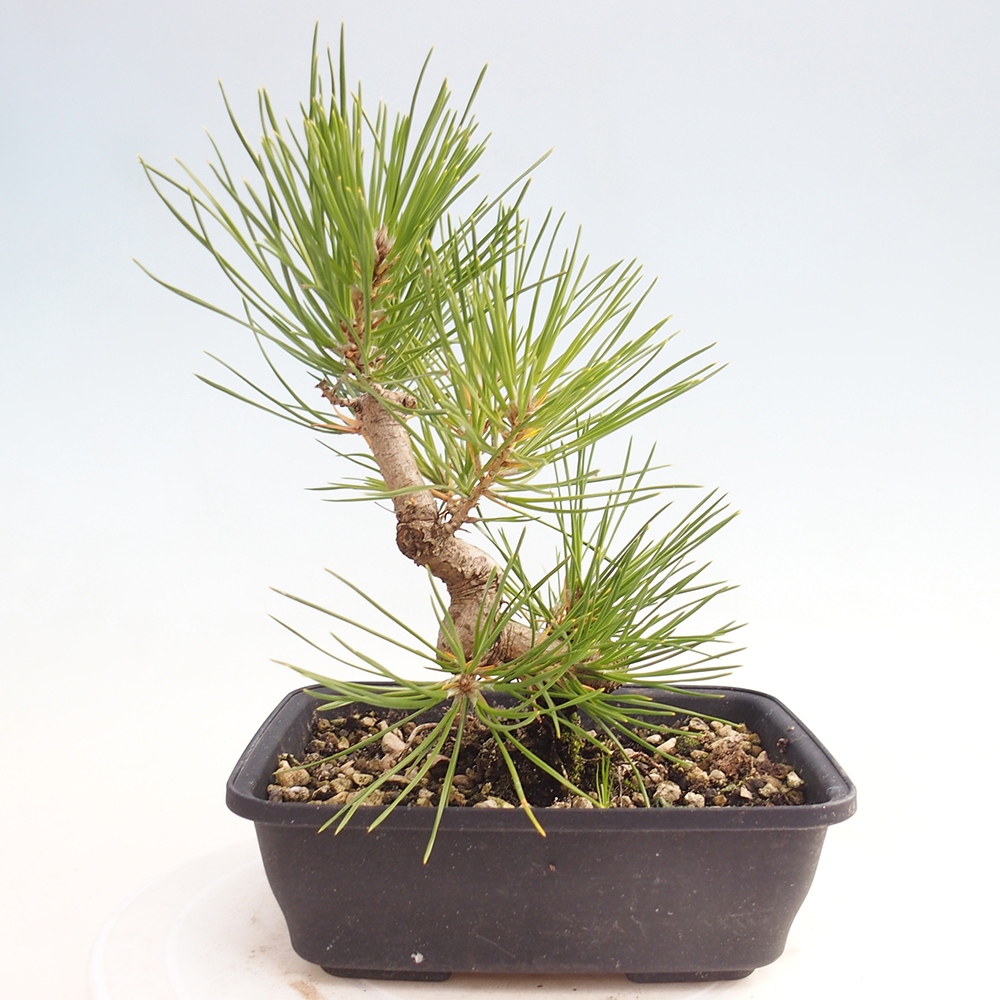 Bonsai voor buiten - Pinus thunbergii - Thunberg den