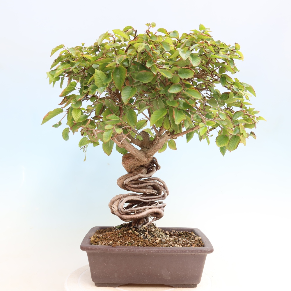 Bonsai voor buiten -Carpinus CARPINOIDES - Koreaanse haagbeuk