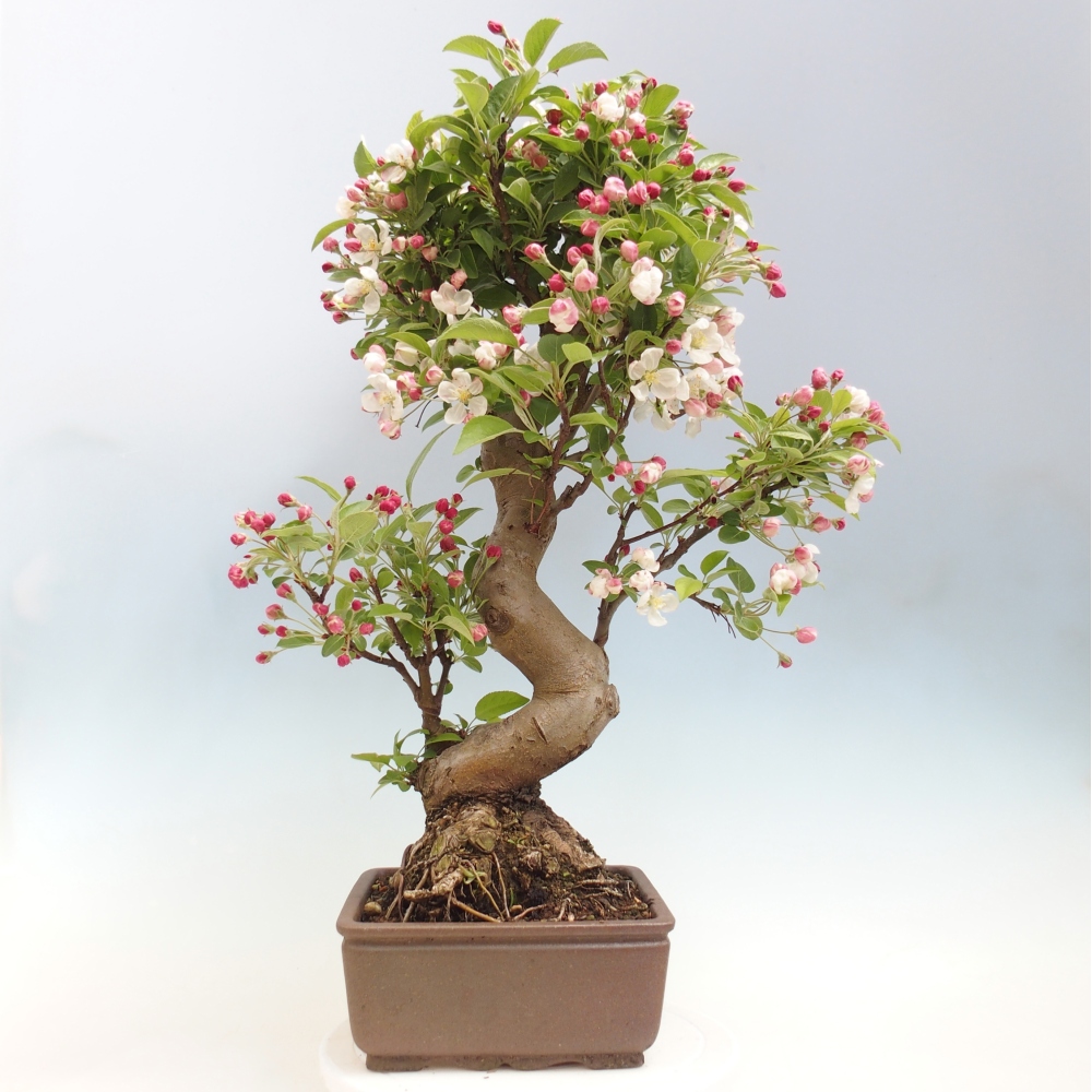 Bonsai voor buiten -Malus halliana - Appelboom met kleine vruchten