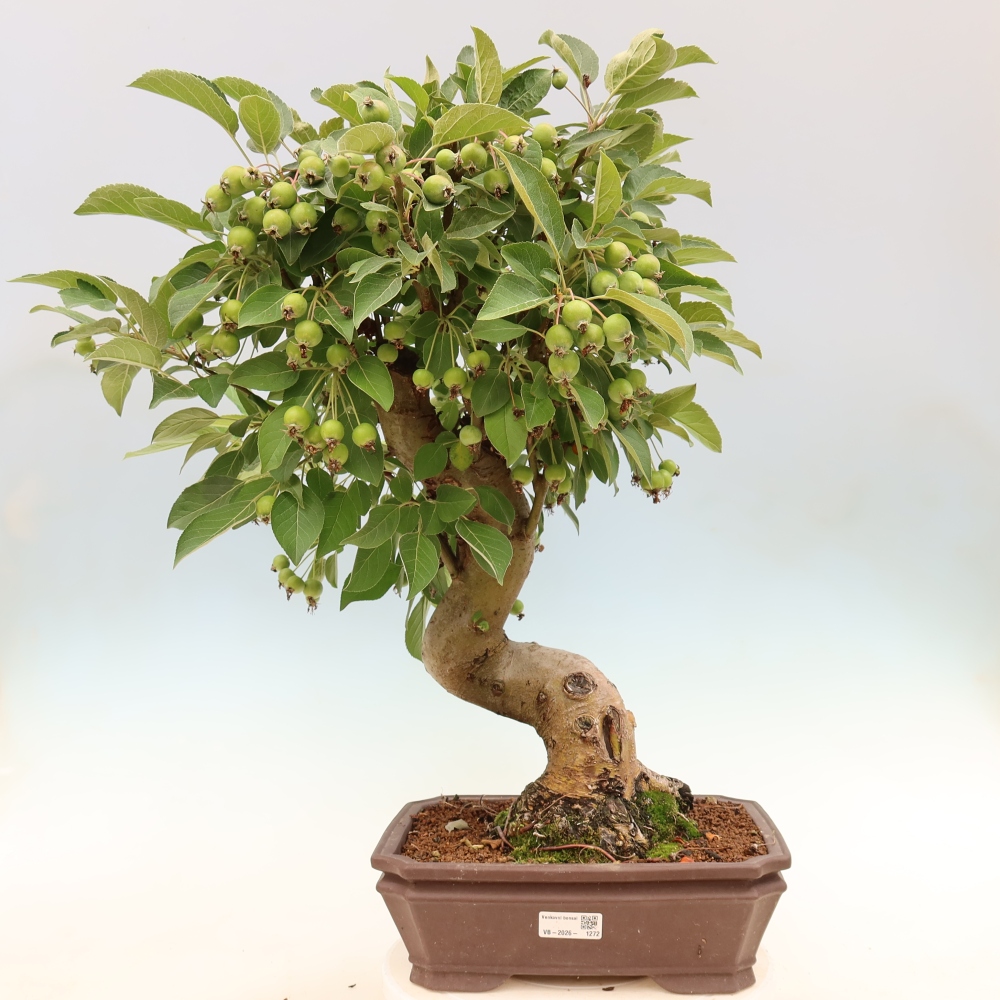 Bonsai voor buiten -Malus halliana - Appelboom met kleine vruchten