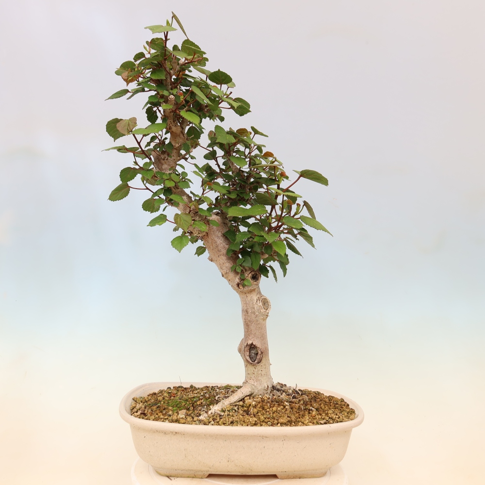 Bonsai voor binnen - Hibiscus tiliaceus - Zee Hibiscus