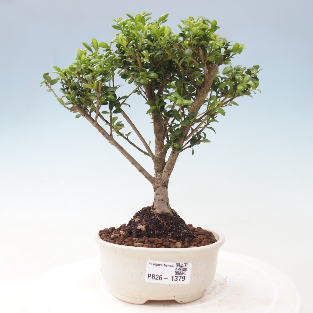Kamerbonsai - Ilex crenata - Hulst