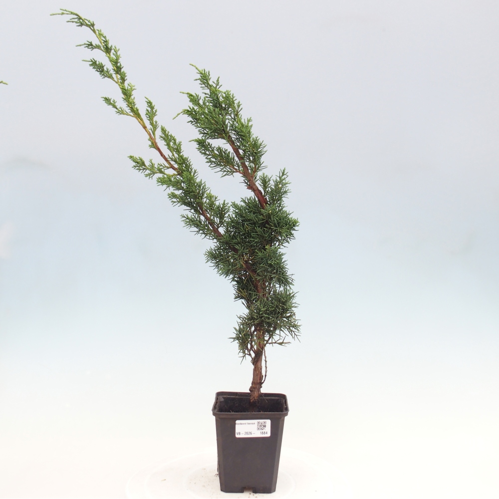 Bonsai voor buiten - Juniperus chinensis Kishu