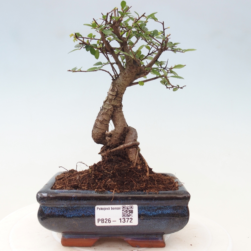 Kamerbonsai - Ulmus parvifolia - Winteriep