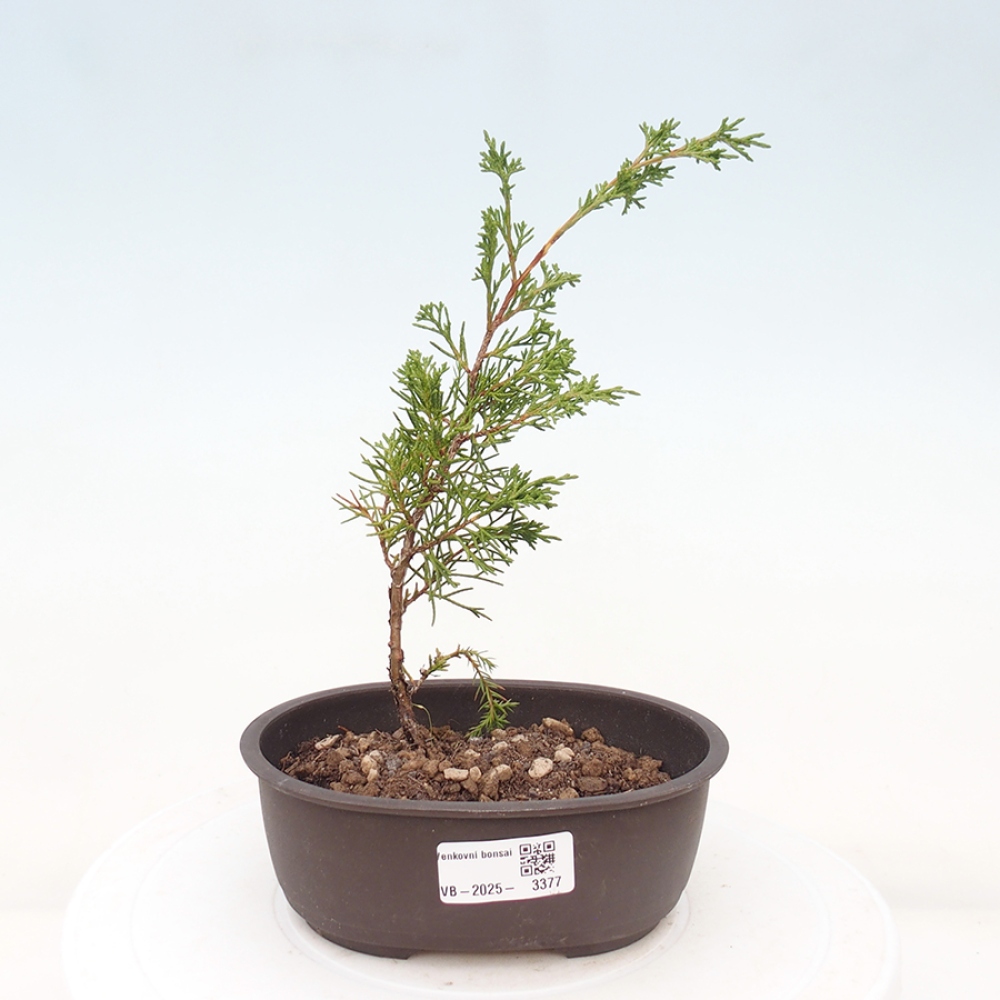 Bonsai voor buiten - Juniperus chinensis Itoigawa